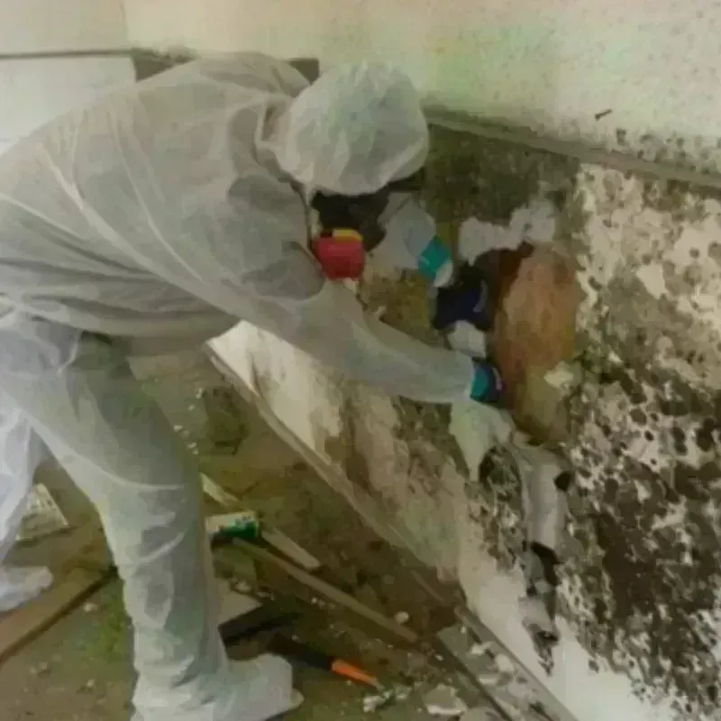 Mold Remediation and Removal in Weatherford, TX